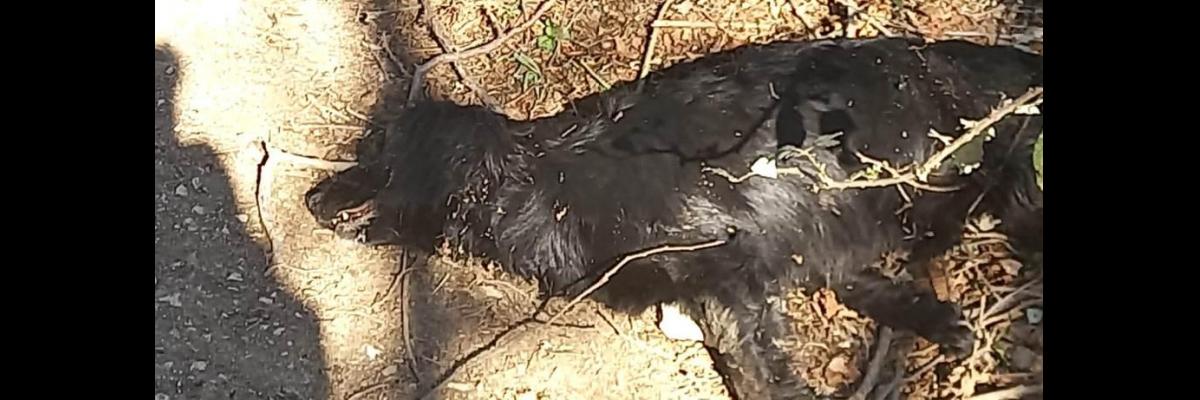 S.O.S. morti sospette di cani Appello all'ASL ed ai Comuni